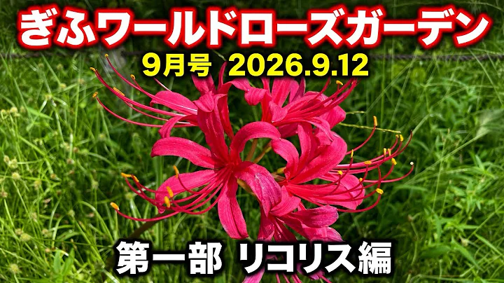 【ゆるりとぎふ】ぎふワールドローズガーデン9月号リコリス編 2026.9.12